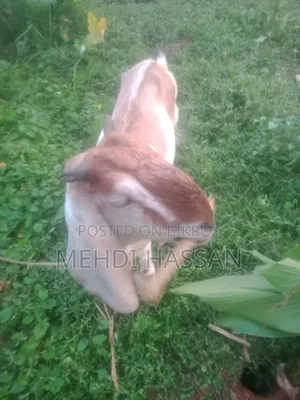 ২৬-২৮ কেজির ছাগল