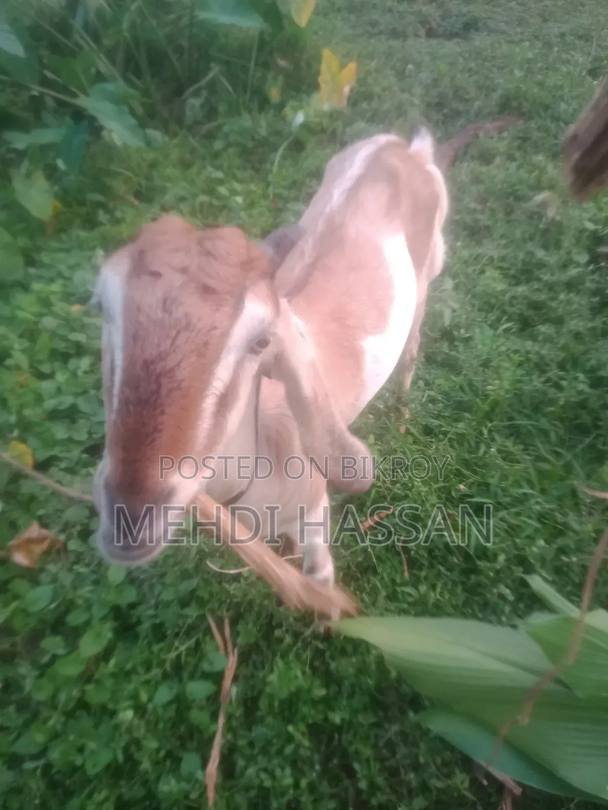 ২৬-২৮ কেজির ছাগল