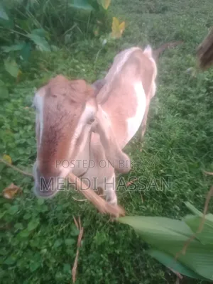 ২৬-২৮ কেজির ছাগল