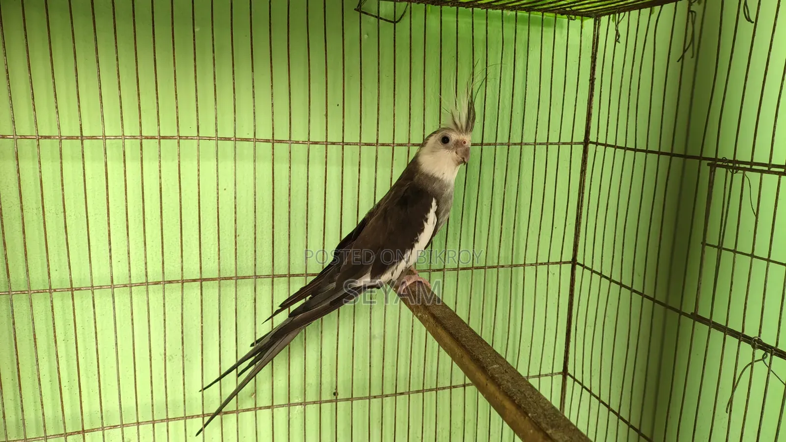 কোকাটেল মেল