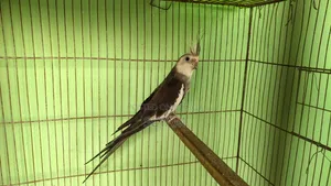কোকাটেল মেল