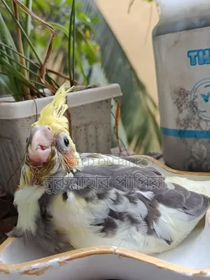 Cockatiel Tame Size Baby