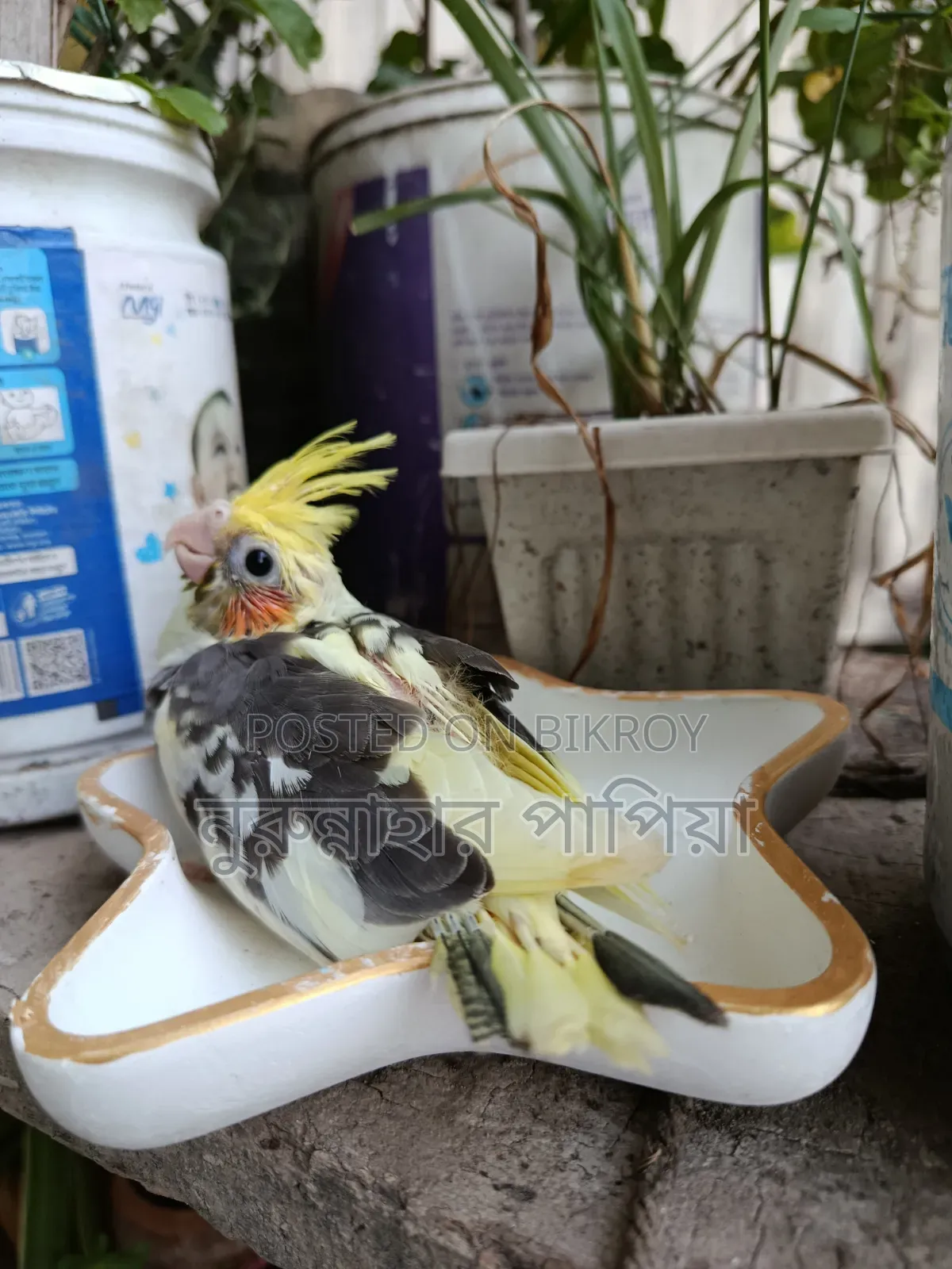 Cockatiel Tame Size Baby