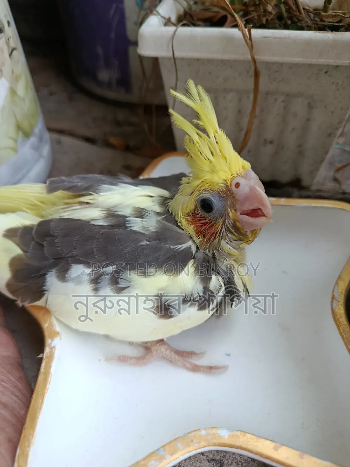 Cockatiel Tame Size Baby