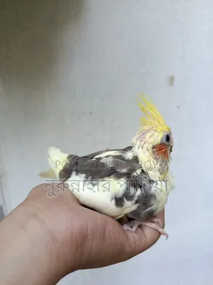Cockatiel Tame Size Baby