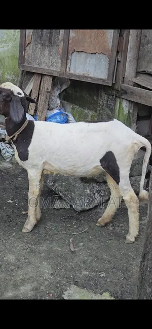 গাবিন গাড়ল