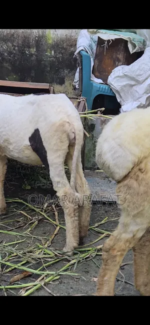 গাবিন গাড়ল