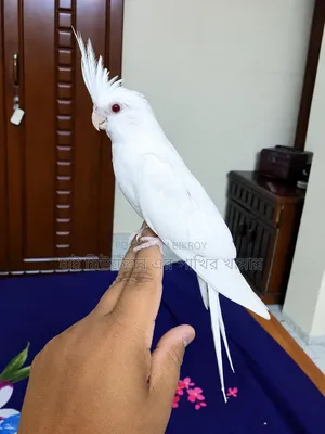 ককাটেল এলবিনো টেম পাখি