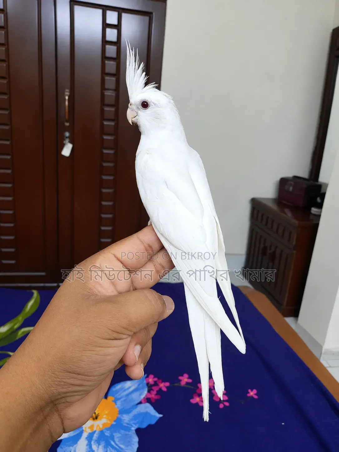 ককাটেল এলবিনো টেম পাখি