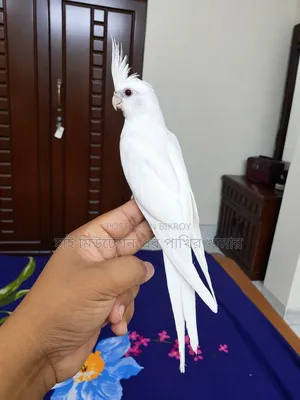 ককাটেল এলবিনো টেম পাখি