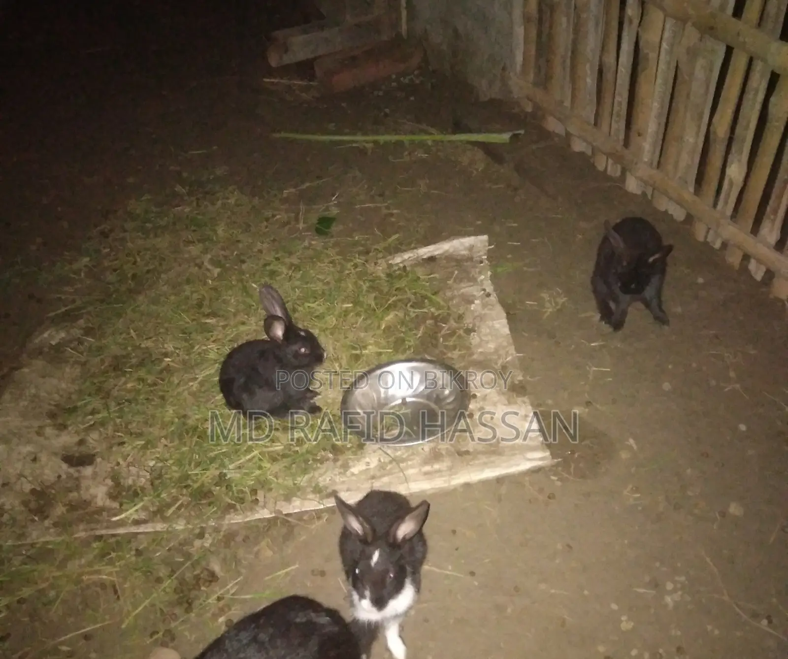 3 Baby Rabbits for Sale