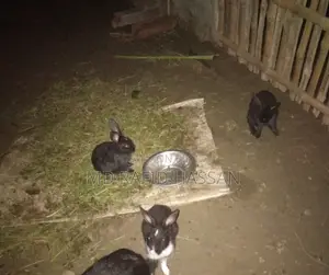 3 Baby Rabbits for Sale