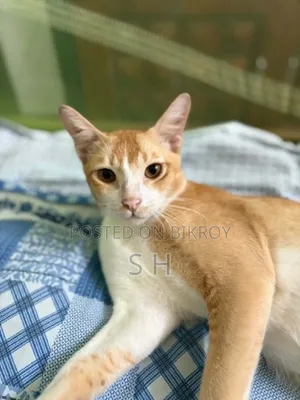6-12 months Male Mixed Breed Cat