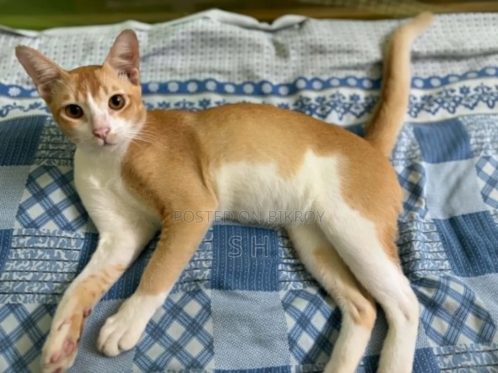 6-12 months Male Mixed Breed Cat