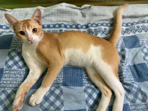 ৬-১২ মাসের নর মিক্সড ব্রিড বিড়াল