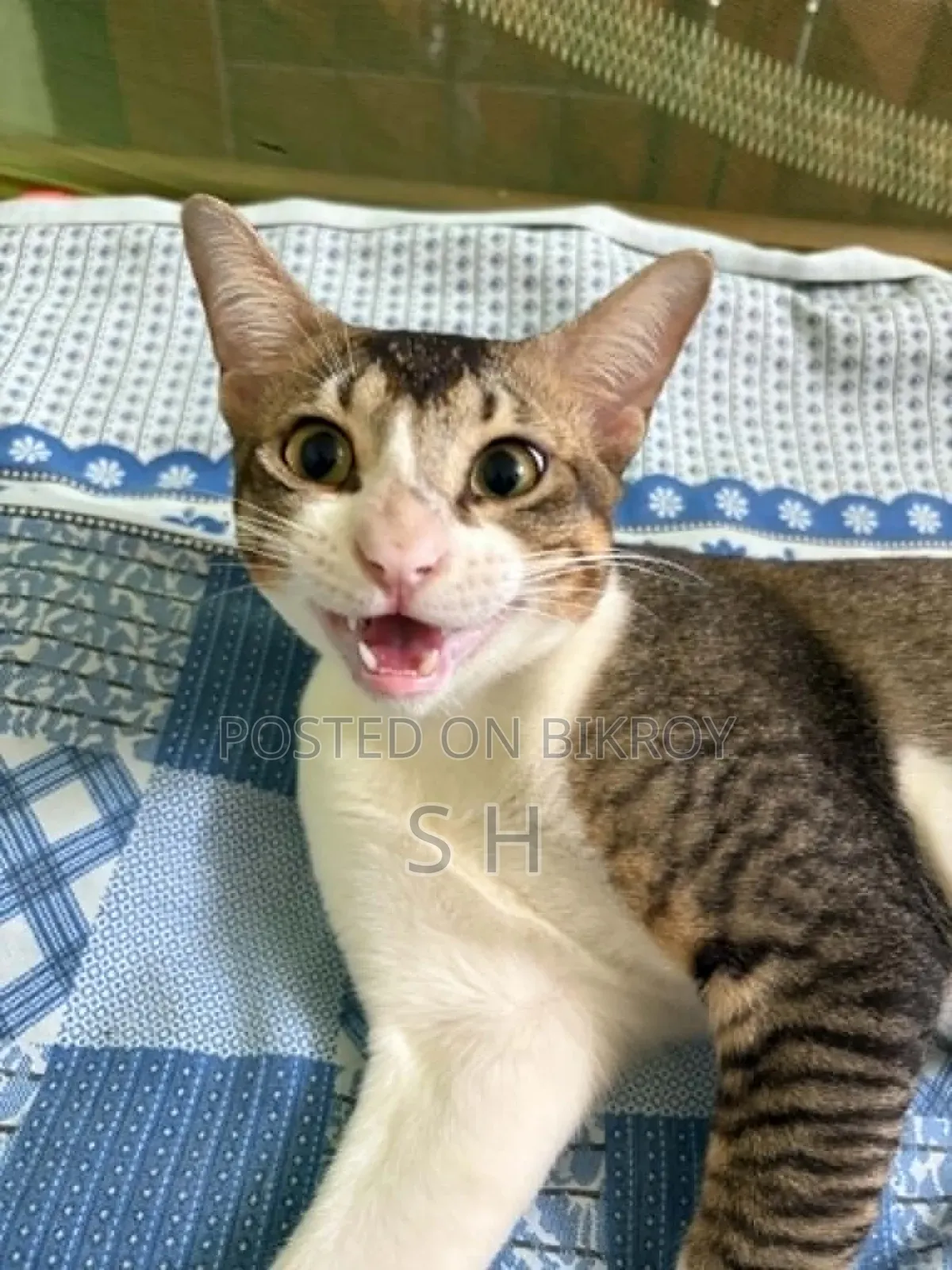 6-12 months Male Mixed Breed Cat