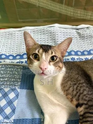 6-12 months Male Mixed Breed Cat