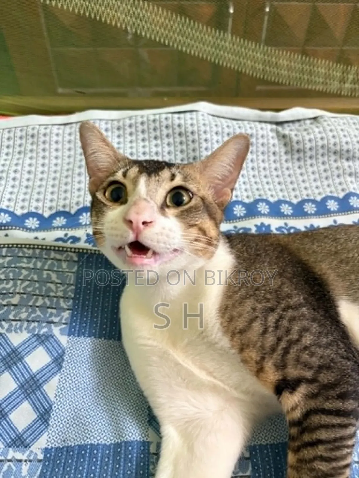6-12 months Male Mixed Breed Cat