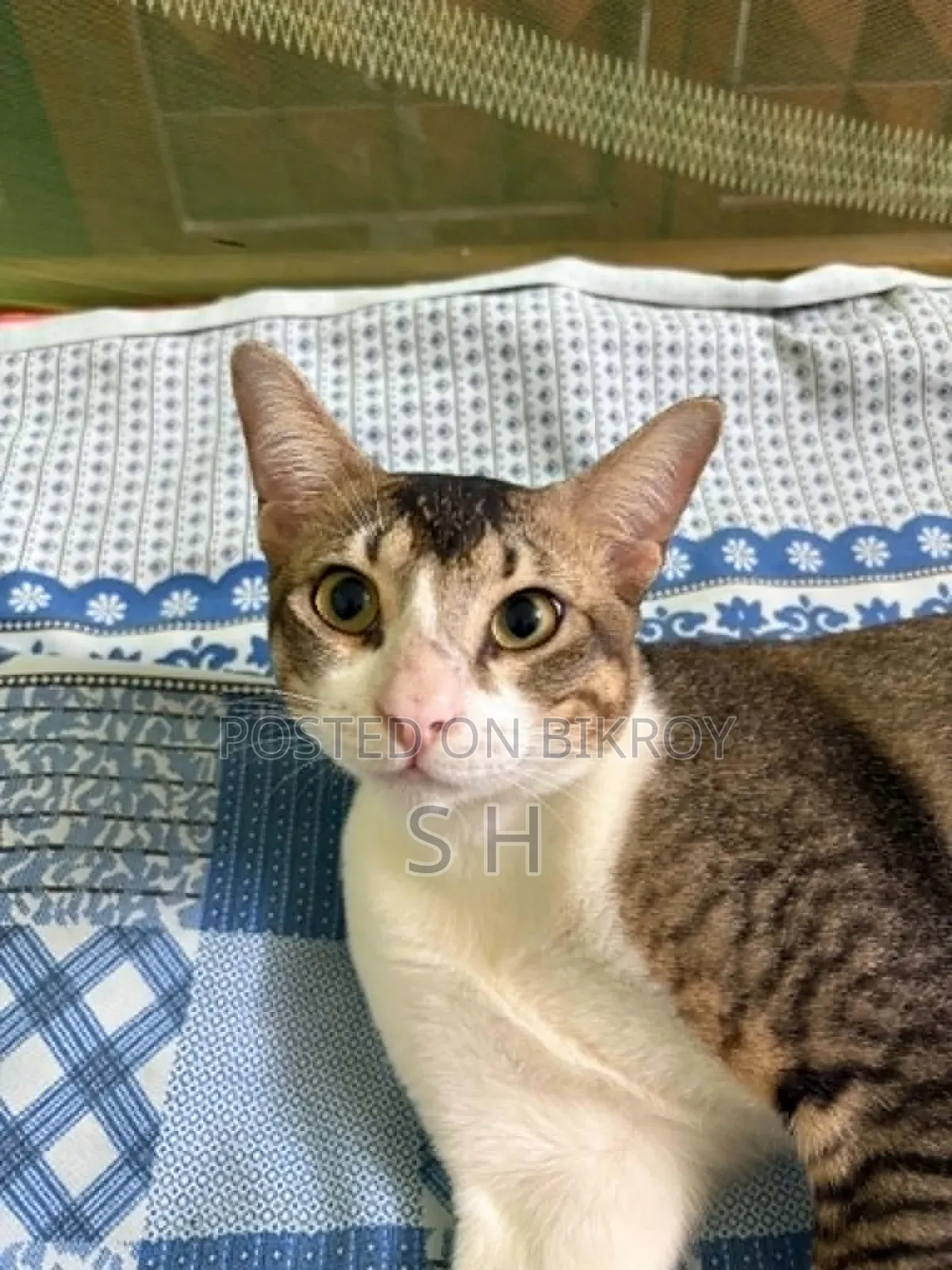 6-12 months Male Mixed Breed Cat