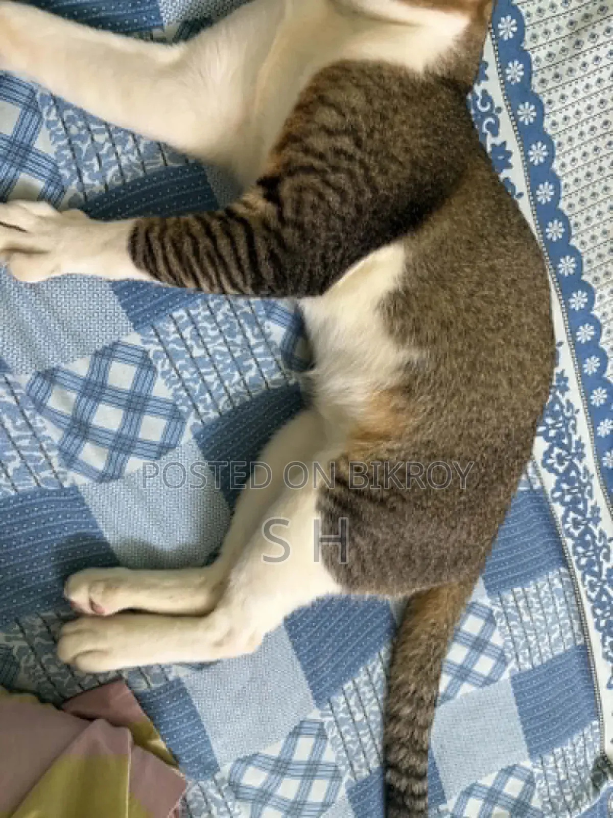 6-12 months Male Mixed Breed Cat