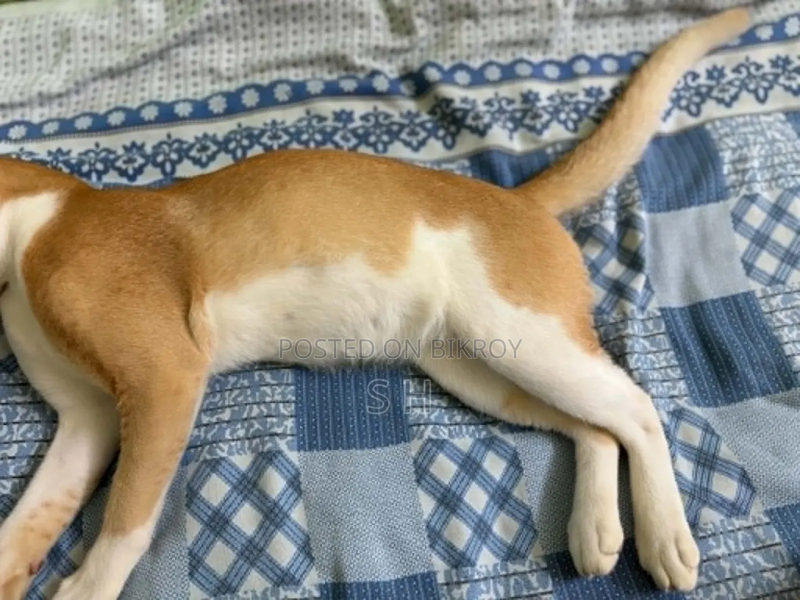 6-12 months Male Mixed Breed Cat