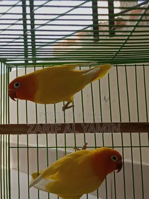 ইয়লো ফিসার লাভার