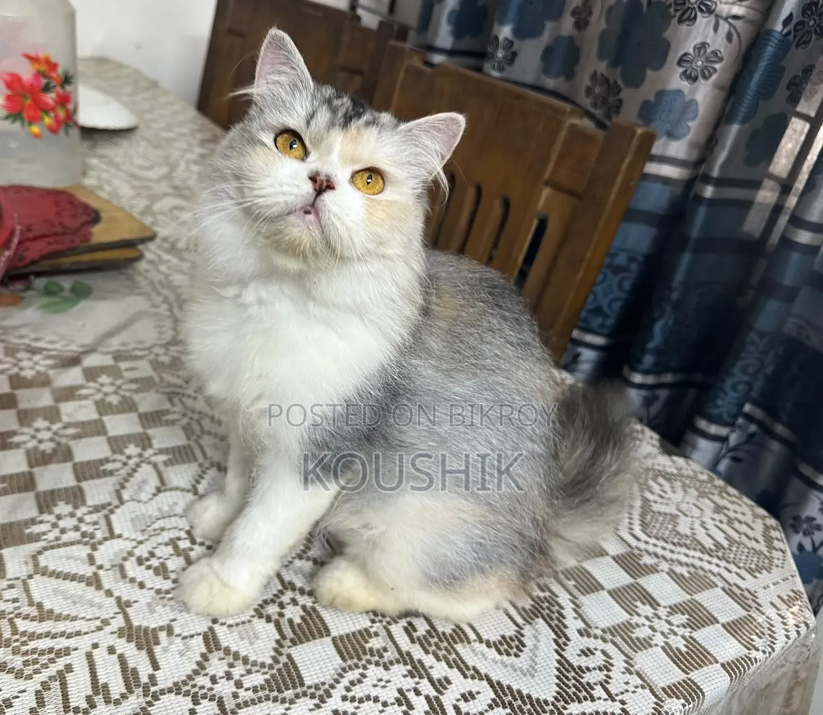 1+ year Female Purebred Persian