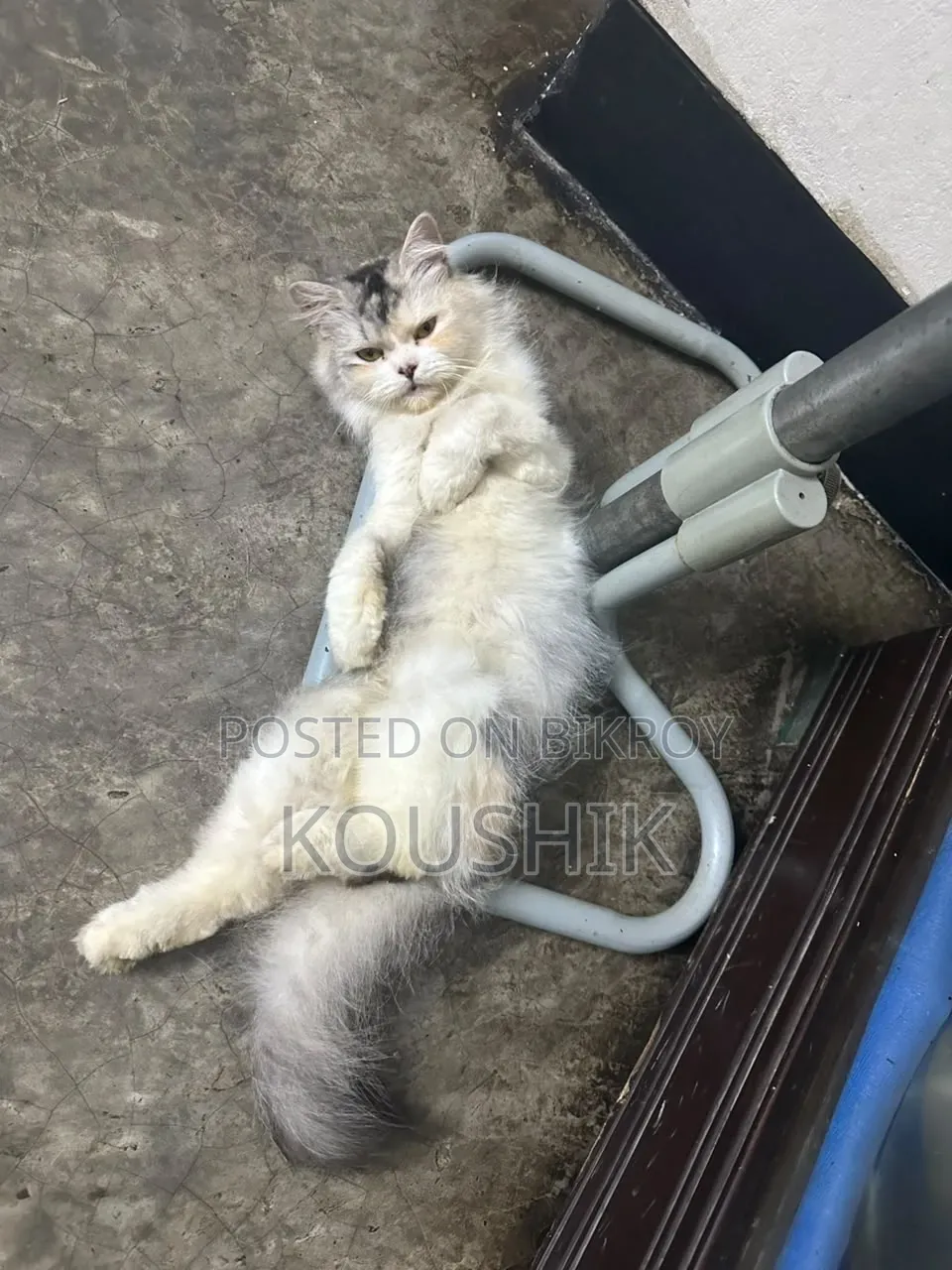 1+ year Female Purebred Persian