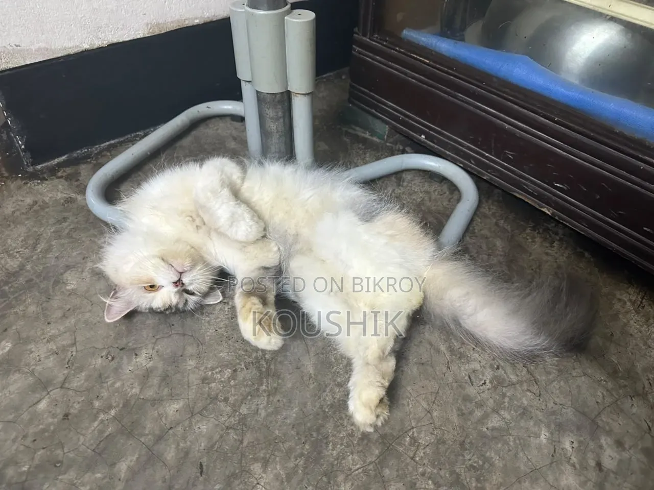 1+ year Female Purebred Persian