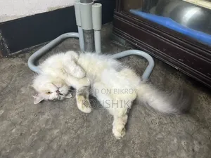 1+ year Female Purebred Persian