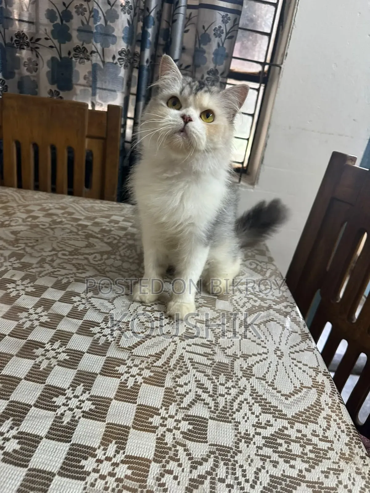 1+ year Female Purebred Persian