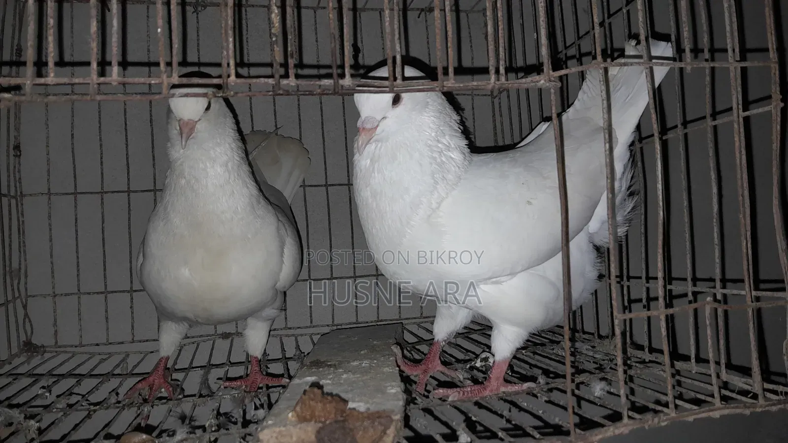 A pair of King pigeons for sale, bred 3 times, cock and hen 100/100