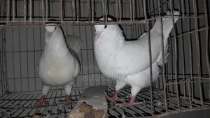 A pair of King pigeons for sale, bred 3 times, cock and hen 100/100