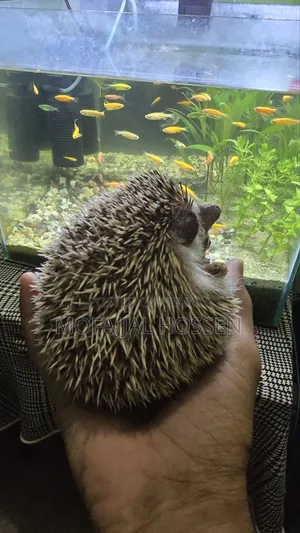 Hedgehog for sale running pair