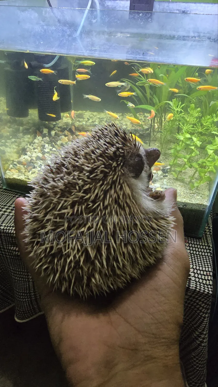 Hedgehog for sale running pair
