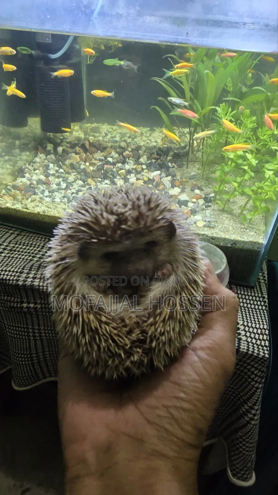 Hedgehog for sale running pair