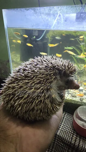 Hedgehog for sale running pair