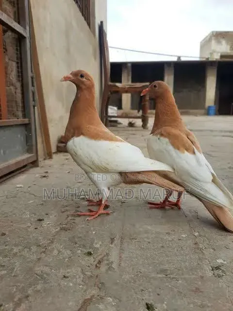 Magpie Pigeon