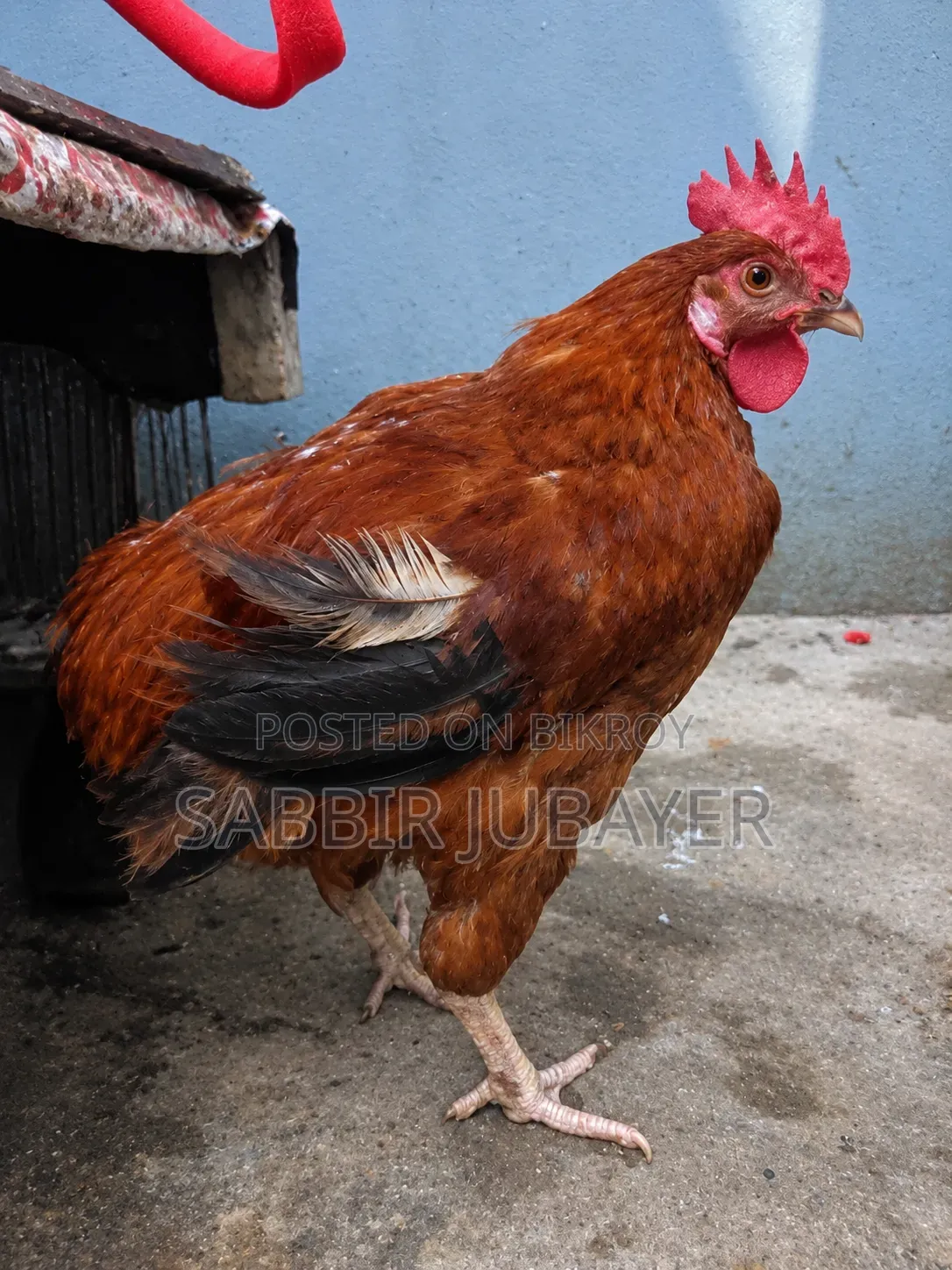 টাইগার মোরগ