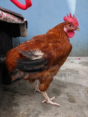 টাইগার মোরগ