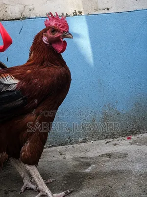 টাইগার মোরগ