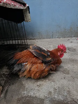 টাইগার মোরগ