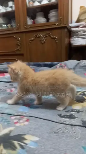 ০-১ মাস মেল পিওরব্রেড পার্সিয়ান