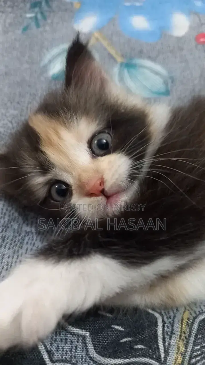 ০-১ মাস মেল পিওরব্রেড পার্সিয়ান