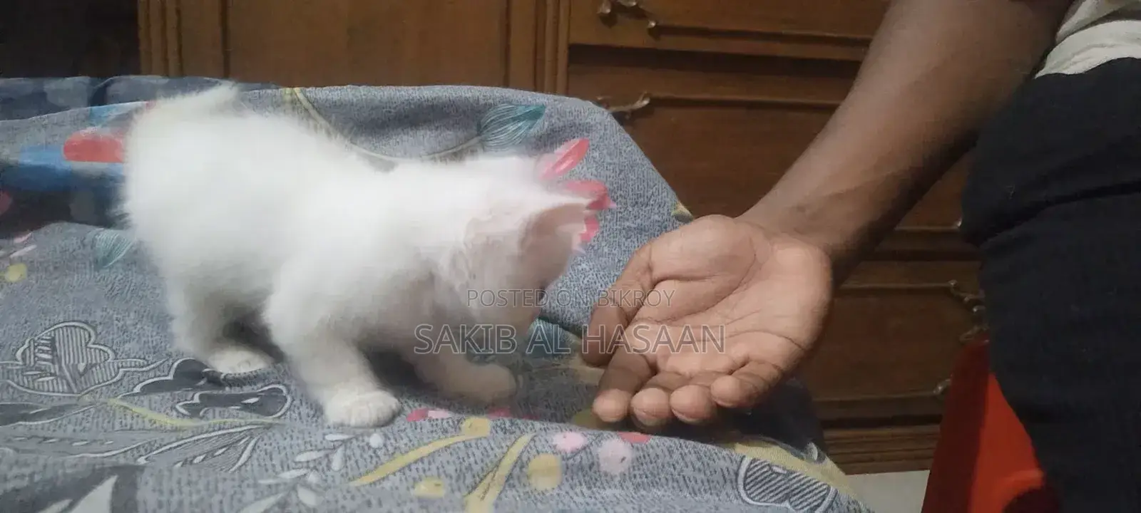 ০-১ মাস মেল পিওরব্রেড পার্সিয়ান
