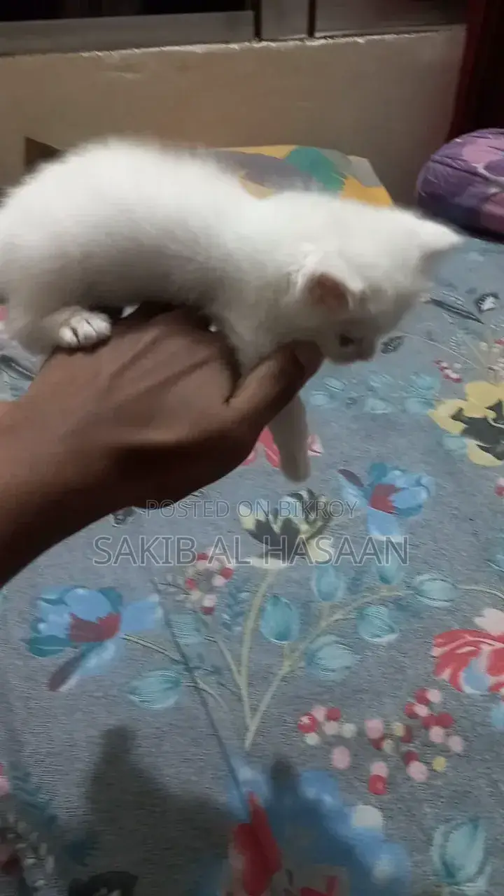 ০-১ মাস মেল পিওরব্রেড পার্সিয়ান