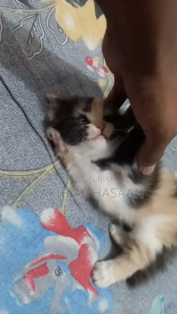 ০-১ মাস মেল পিওরব্রেড পার্সিয়ান