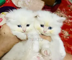 1-3 Months Female Purebred Persian
