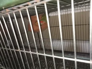 Birds for Sale