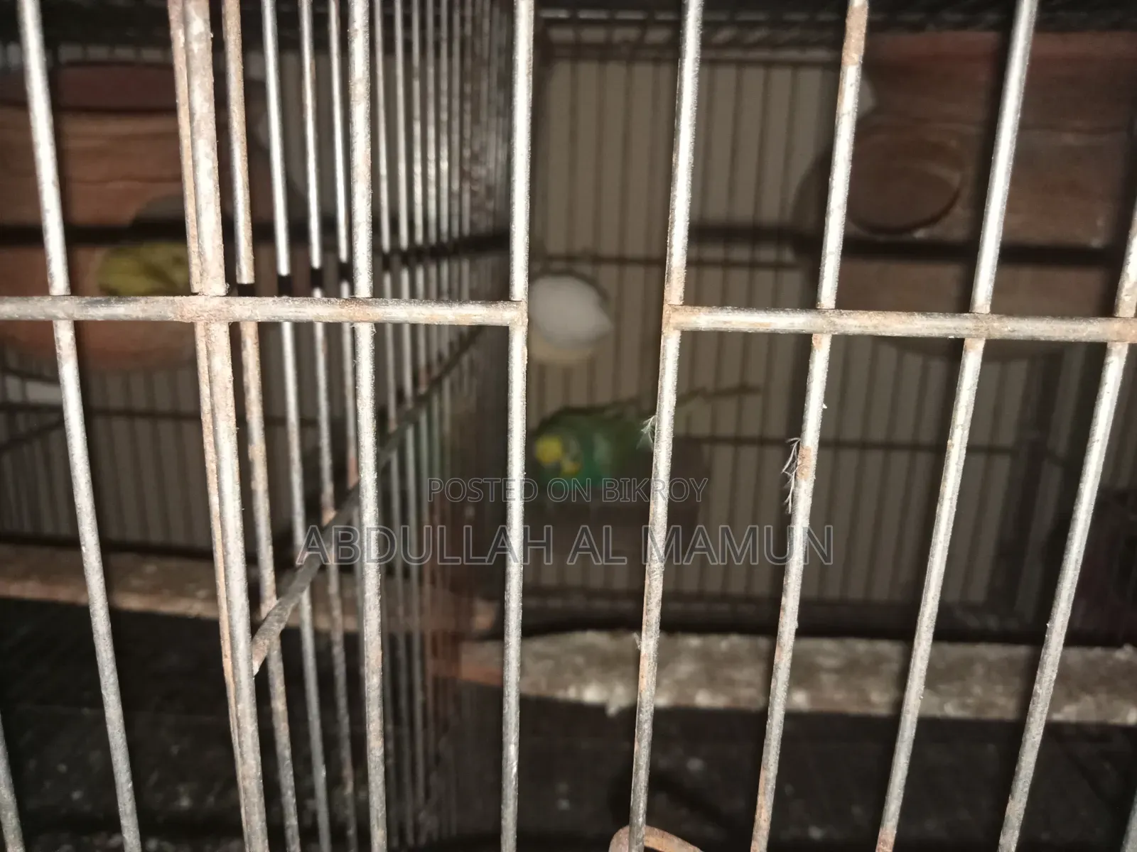 Birds for Sale